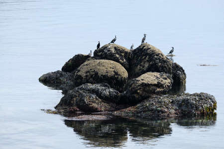 Group of cormorants on the rocks.の写真素材