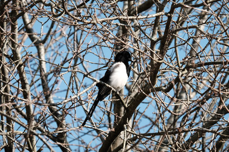 Magpie perched in the trees.の写真素材