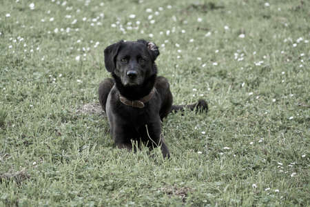 Labrador dog lying in the grass.の写真素材