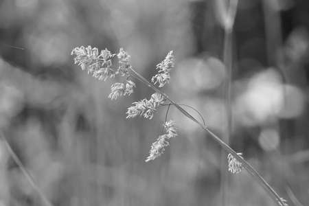 Blade of grass bent by the wind.の写真素材