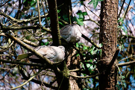 Couple of Turkish doves.の写真素材
