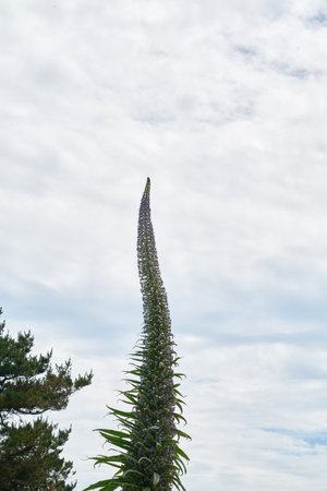 Plant climbing to the sky.の写真素材
