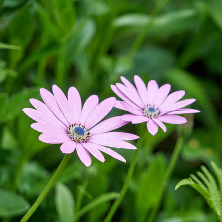 Flowers, african daisy.の写真素材