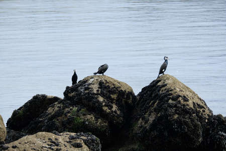 Three cormorants on a rock.の写真素材
