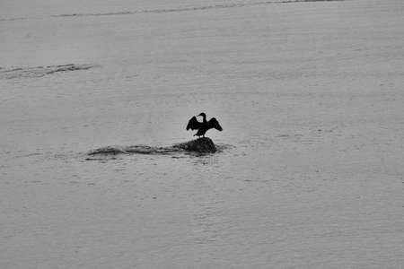 Silhouette of a cormorant drying its wings.の写真素材