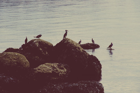 Cormorants resting on the rocks.の写真素材