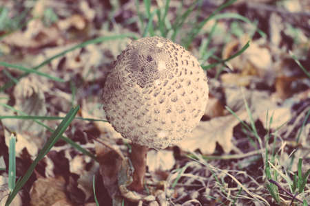 Lepiot, edible mushroom.の写真素材