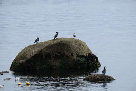 Group of cormorants.の写真素材