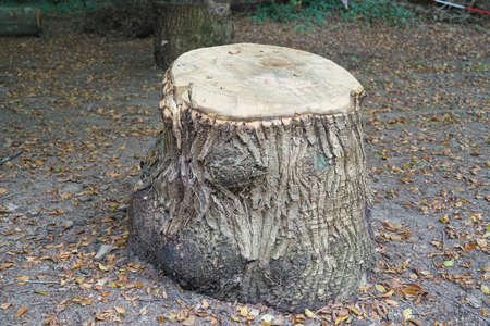 Wood block.の写真素材