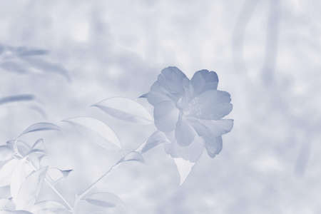 Negative photo of a flower.の写真素材