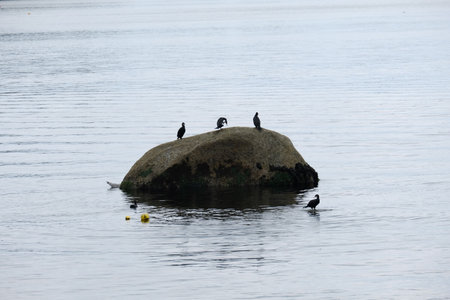 Three cormorants at sea.の写真素材