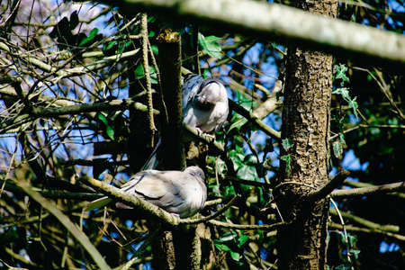 Couple of Turkish doves.の写真素材