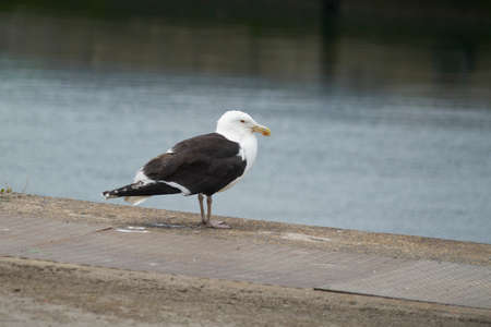 Deep sea gull.の写真素材