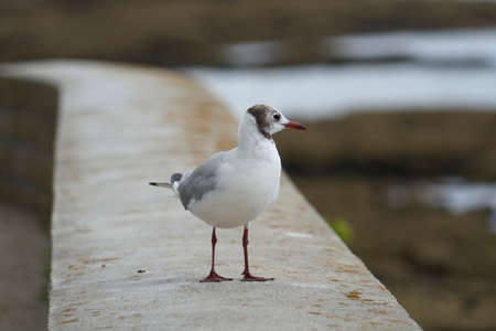 Pretty laughing seagull.の写真素材