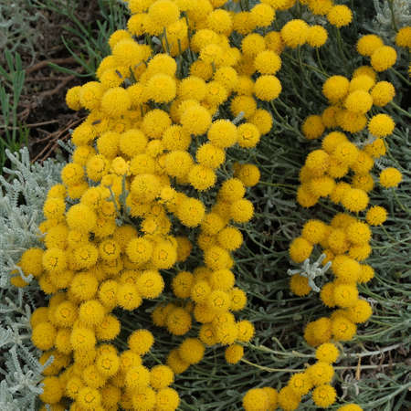 Tansy, yellow flowers.の写真素材