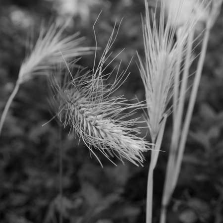 Ear of grasses.の写真素材