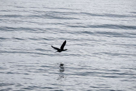Cormorant in flight.の写真素材
