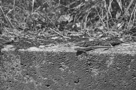 Lizard in the sun.の写真素材