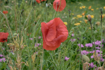 Poppy in the meadow.の写真素材