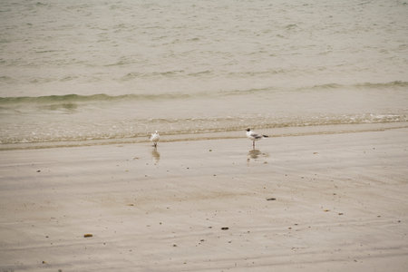 Black-headed gulls on the sand.の写真素材
