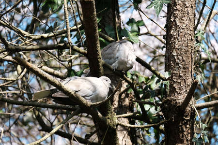 Couple of Turkish doves.の写真素材