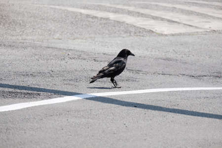 Crow on the road.の写真素材