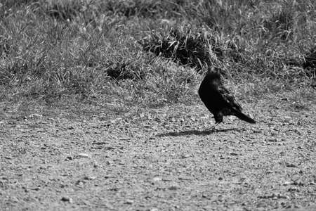Crow and its shadow.