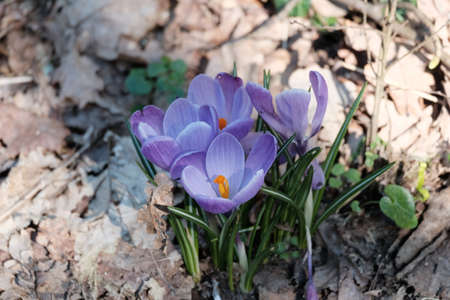 Flowers, crocus safranus.の写真素材