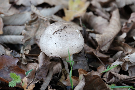 Mushroom isolated.の写真素材