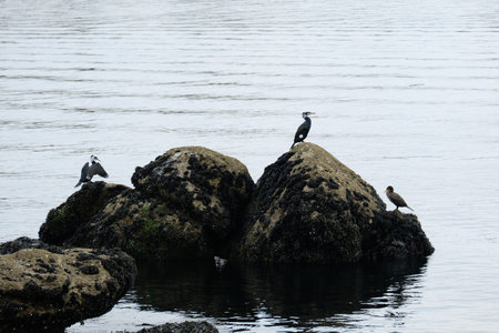 Group of cormorants.の写真素材