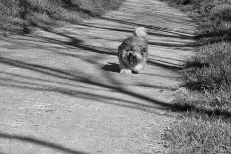 Small dog on the road.の写真素材