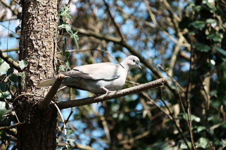 Dove on a branch.の写真素材