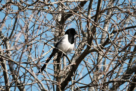 Magpie in the trees.の写真素材