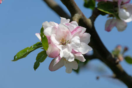 Apple blossom.の写真素材