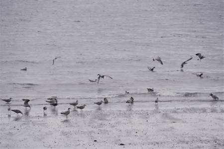 Birds on the beach.の写真素材