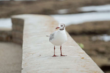 Laughing Gull.の写真素材