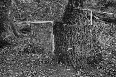 Logging in the forest.の写真素材