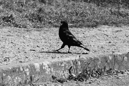 Raven walking proudly.の写真素材