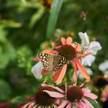 Flower and butterfly.の写真素材