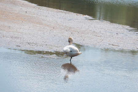 Swan standing on one leg.の写真素材