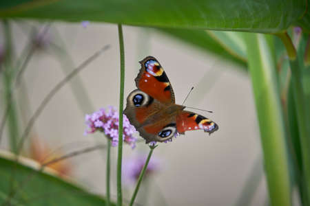 Lightness of the butterfly.の写真素材