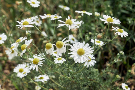 Daisies in the fields.の写真素材