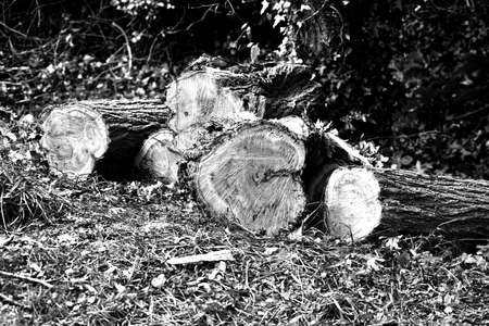Logging in the forest.の写真素材
