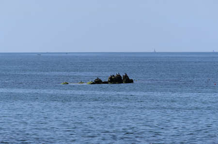 Cormorants on a rock.の写真素材