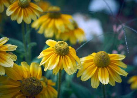 Rudbeckia, large flower.の写真素材