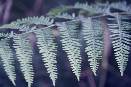 Fern leaf.