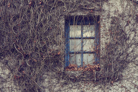 Window overgrown with ivy.の写真素材