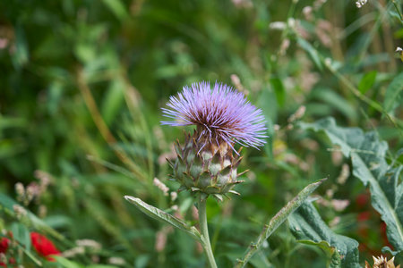 Artichoke flower.の写真素材