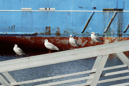 Group of seagulls perched.の写真素材