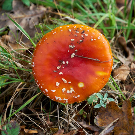 Amanita kills fly.の写真素材